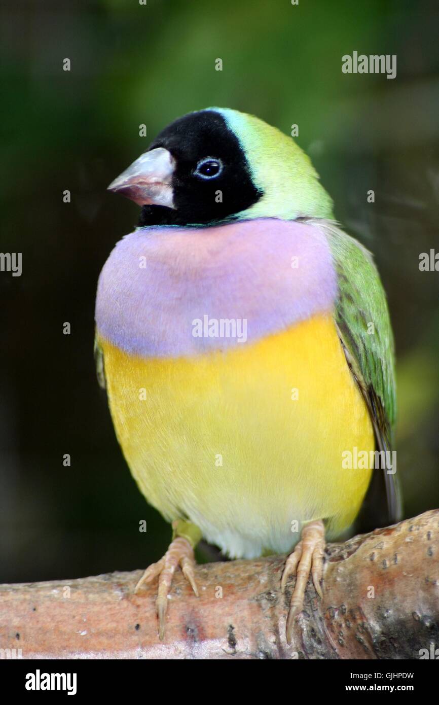 diamant de Gould Banque D'Images