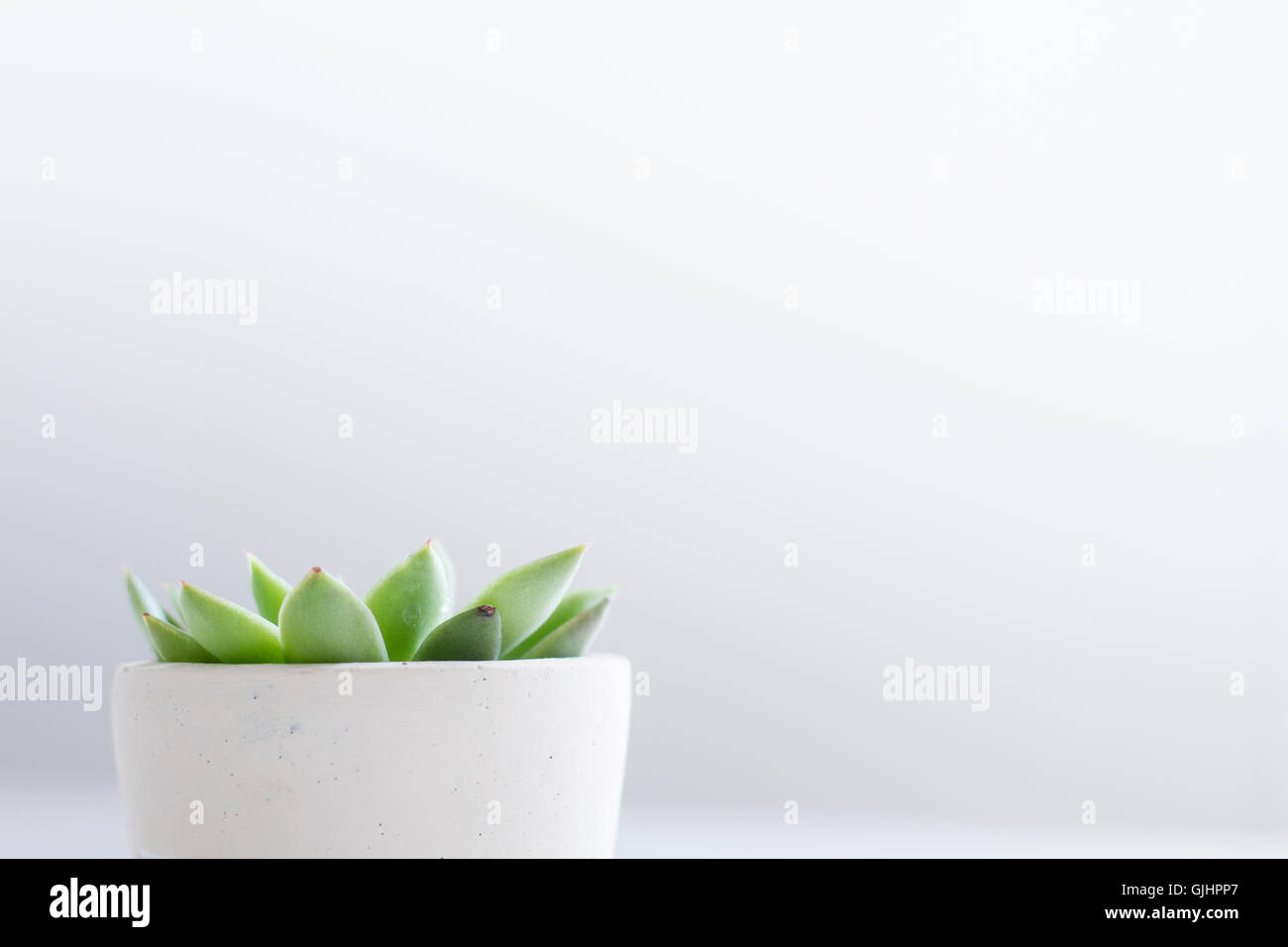 Plante succulente en pot blanc – décor intérieur minimaliste Banque D'Images