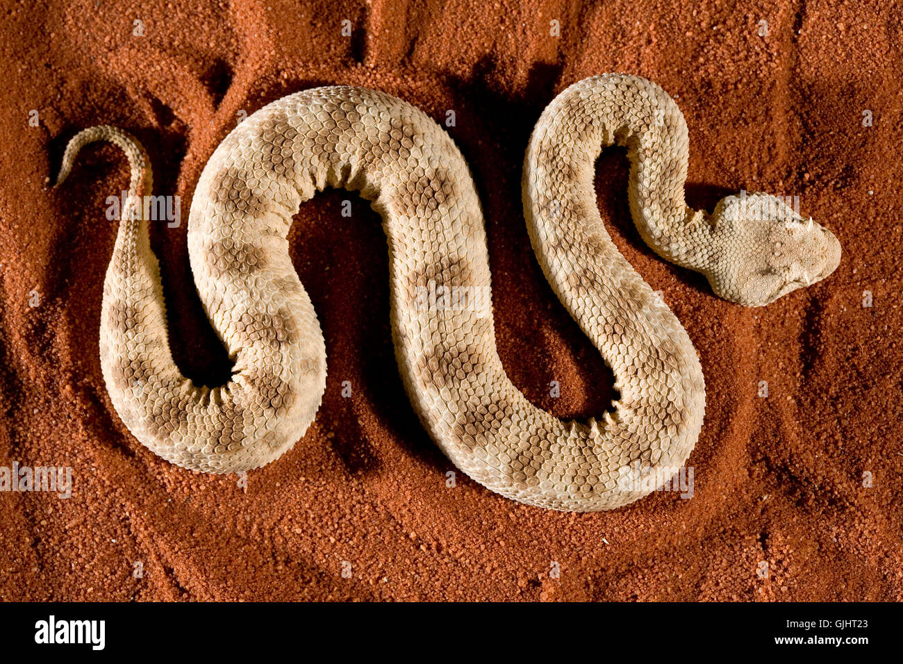 Cerastes cerastes - hornviper 2 Banque D'Images