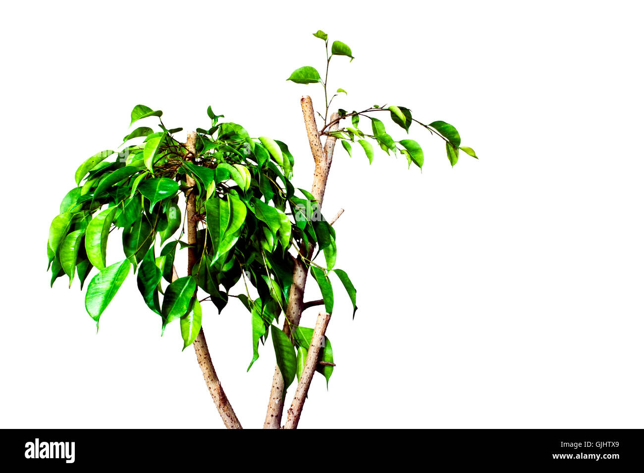 Leaf tree en option Banque D'Images