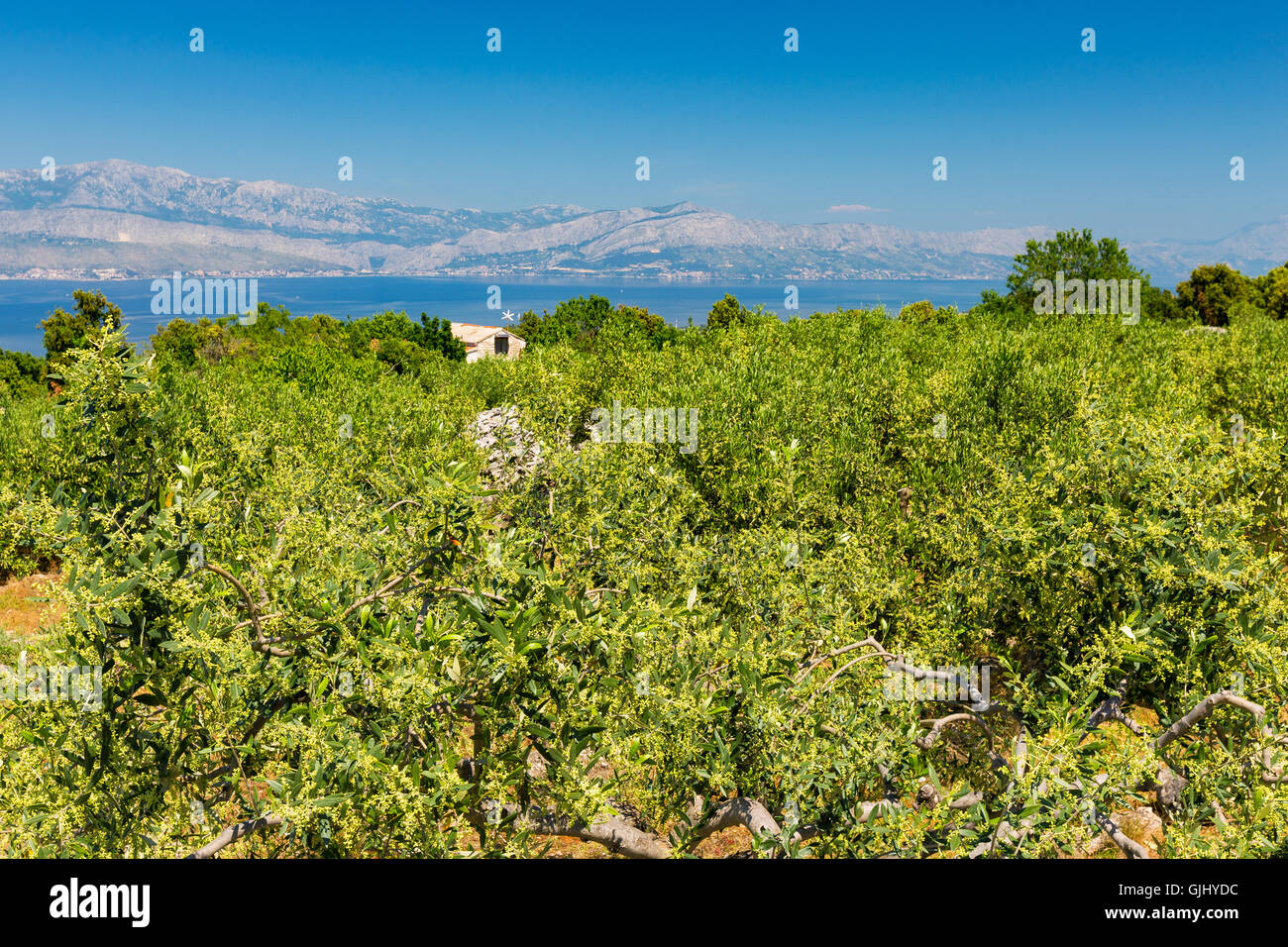 Île de Brac. Croatie. Campagne avec culture de l'olivier et petite maison. Europe. Banque D'Images