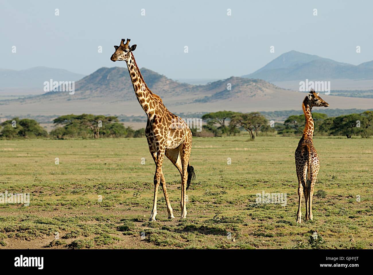 petits et grands Banque D'Images