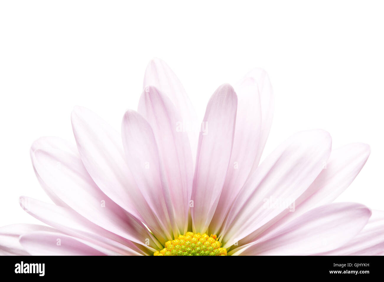 Fleur plante isolée Banque D'Images