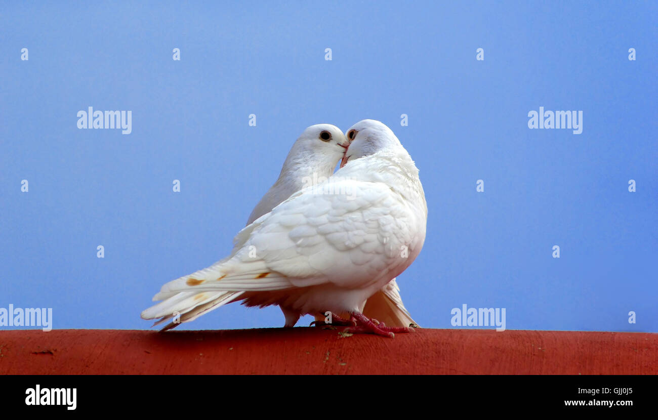 Oiseaux Oiseaux blank Banque D'Images