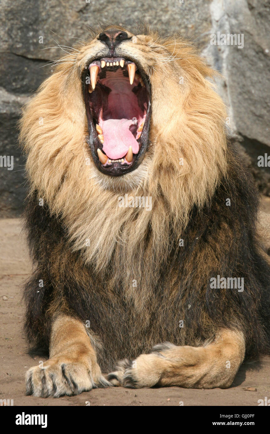 Les dents de la bouche des animaux Banque D'Images