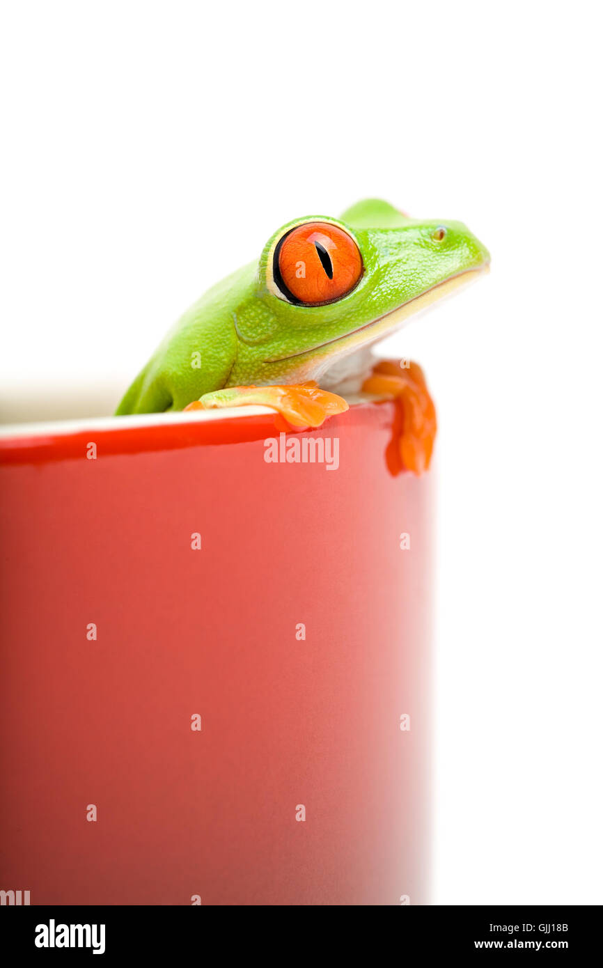 Macro Macro close-up admission Banque D'Images