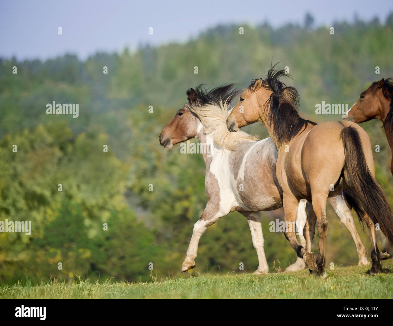Mustang chevaux courir sur l'herbe ridge Banque D'Images