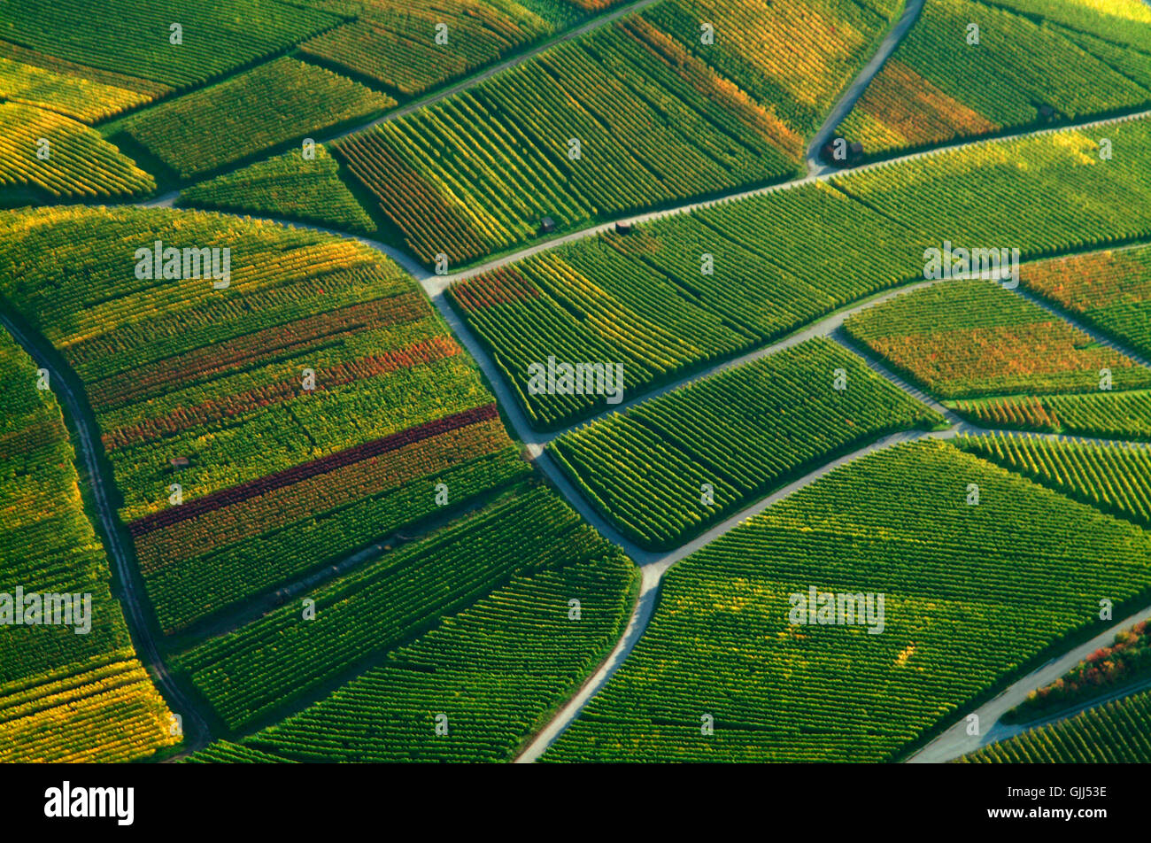 Weinbaulandschaft,vue aérienne Banque D'Images