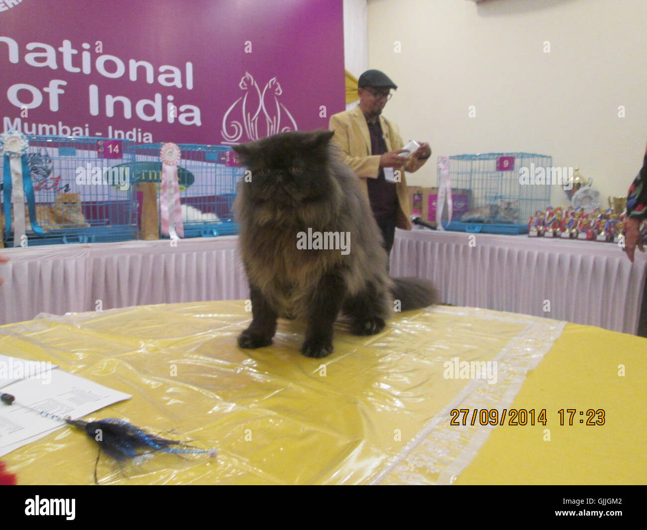 Barkat, un chat persan noir, sur la table du juge lors du concours de chats de Mumbai en 2014. Banque D'Images