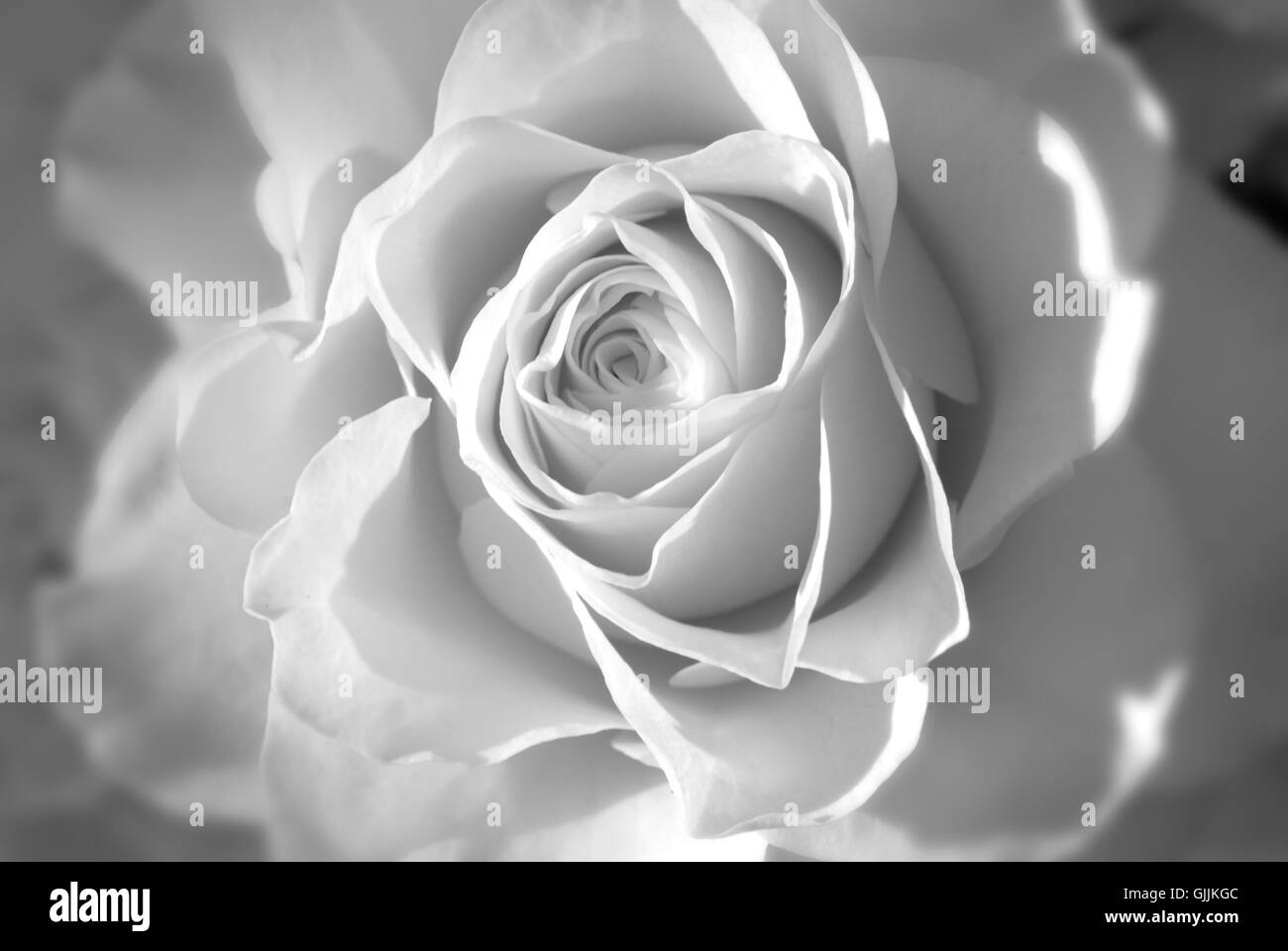 Belle beauteously nice Banque D'Images