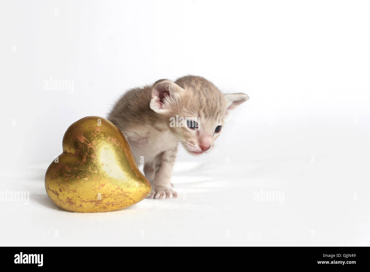 Valentines Day amour enfant animaux Banque D'Images