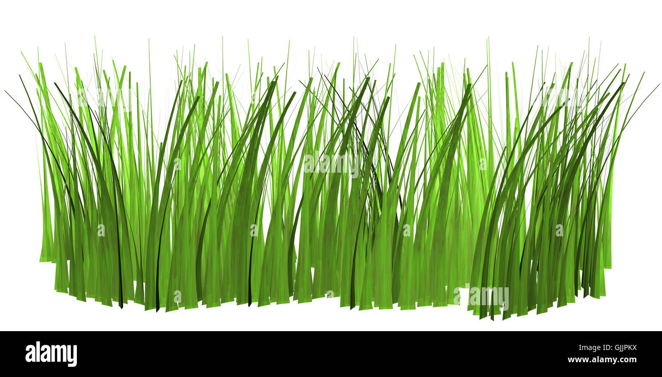 Les brins d'herbe lames en option Banque D'Images