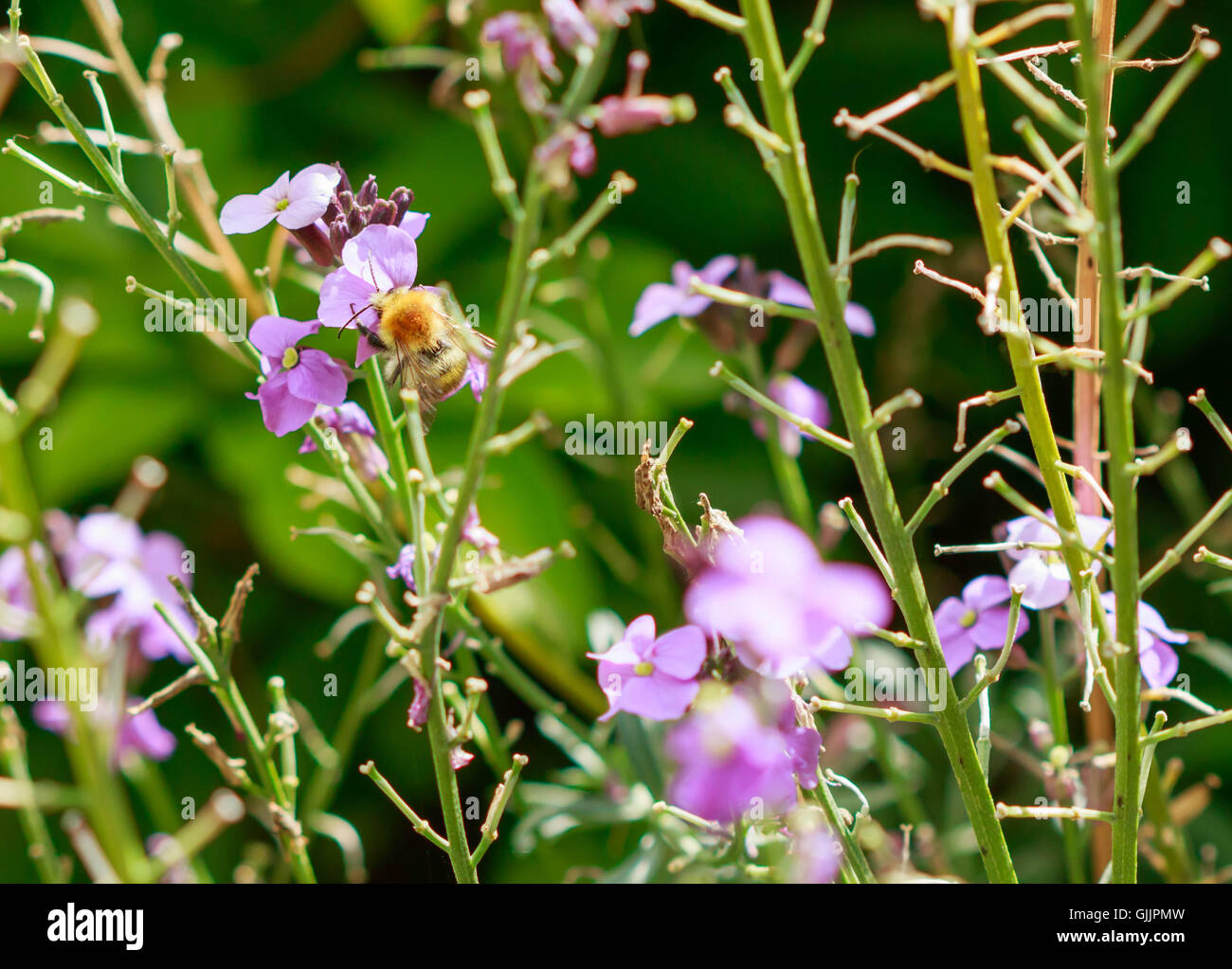 Bee and flower close up la photographie. Les abeilles sont les insectes volants étroitement liée à guêpes et fourmis Banque D'Images