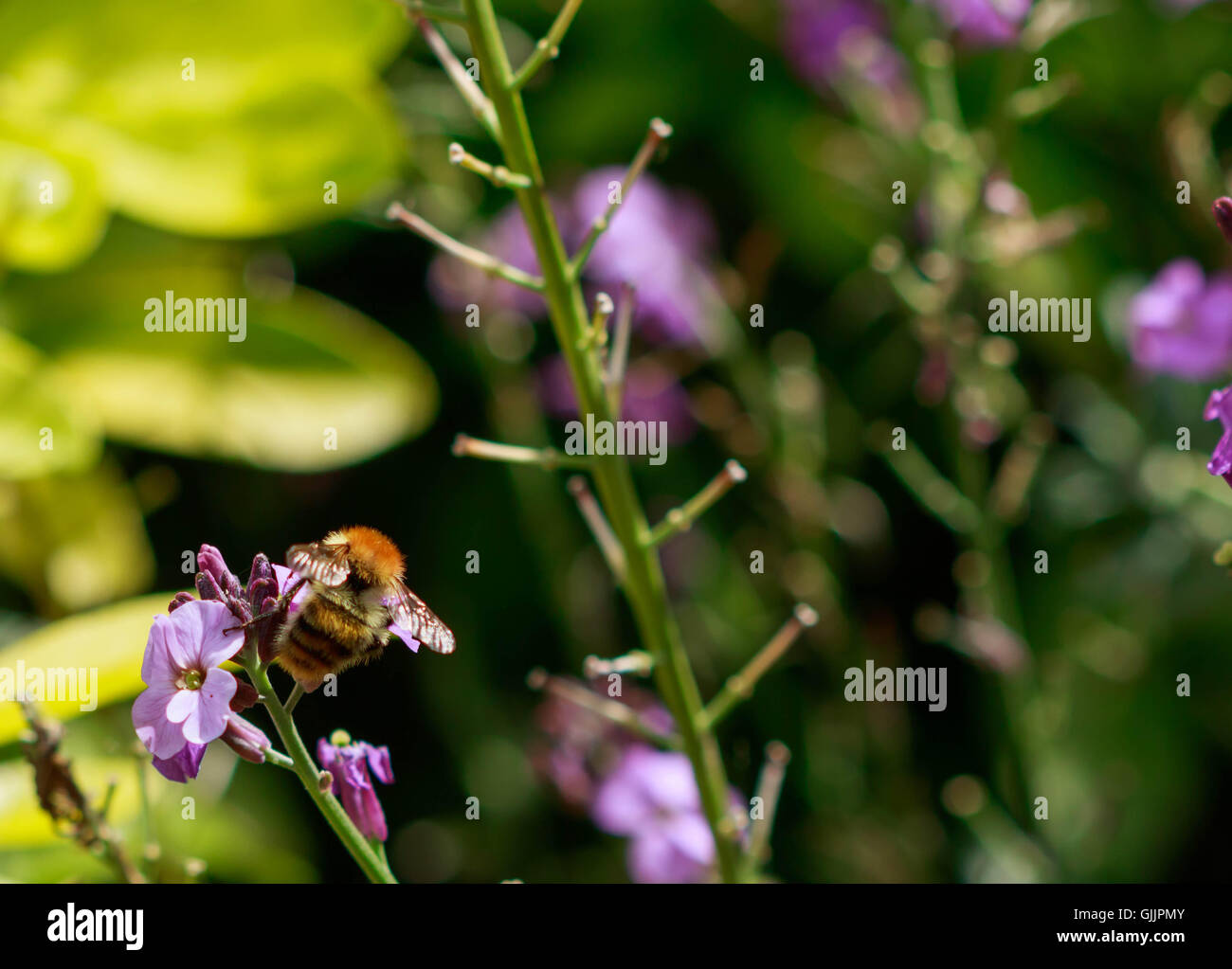 Bee and flower close up la photographie. Les abeilles sont les insectes volants étroitement liée à guêpes et fourmis Banque D'Images