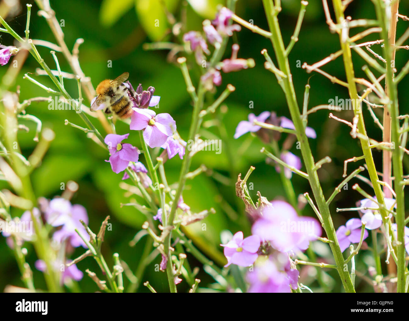 Bee and flower close up la photographie. Les abeilles sont les insectes volants étroitement liée à guêpes et fourmis Banque D'Images