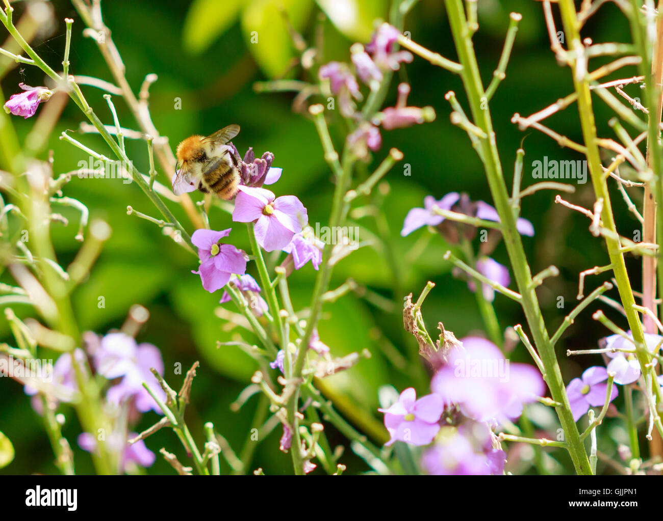 Bee and flower close up la photographie. Les abeilles sont les insectes volants étroitement liée à guêpes et fourmis Banque D'Images