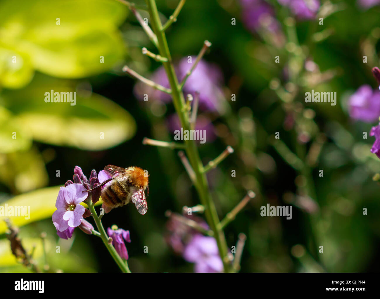 Bee and flower close up la photographie. Les abeilles sont les insectes volants étroitement liée à guêpes et fourmis Banque D'Images