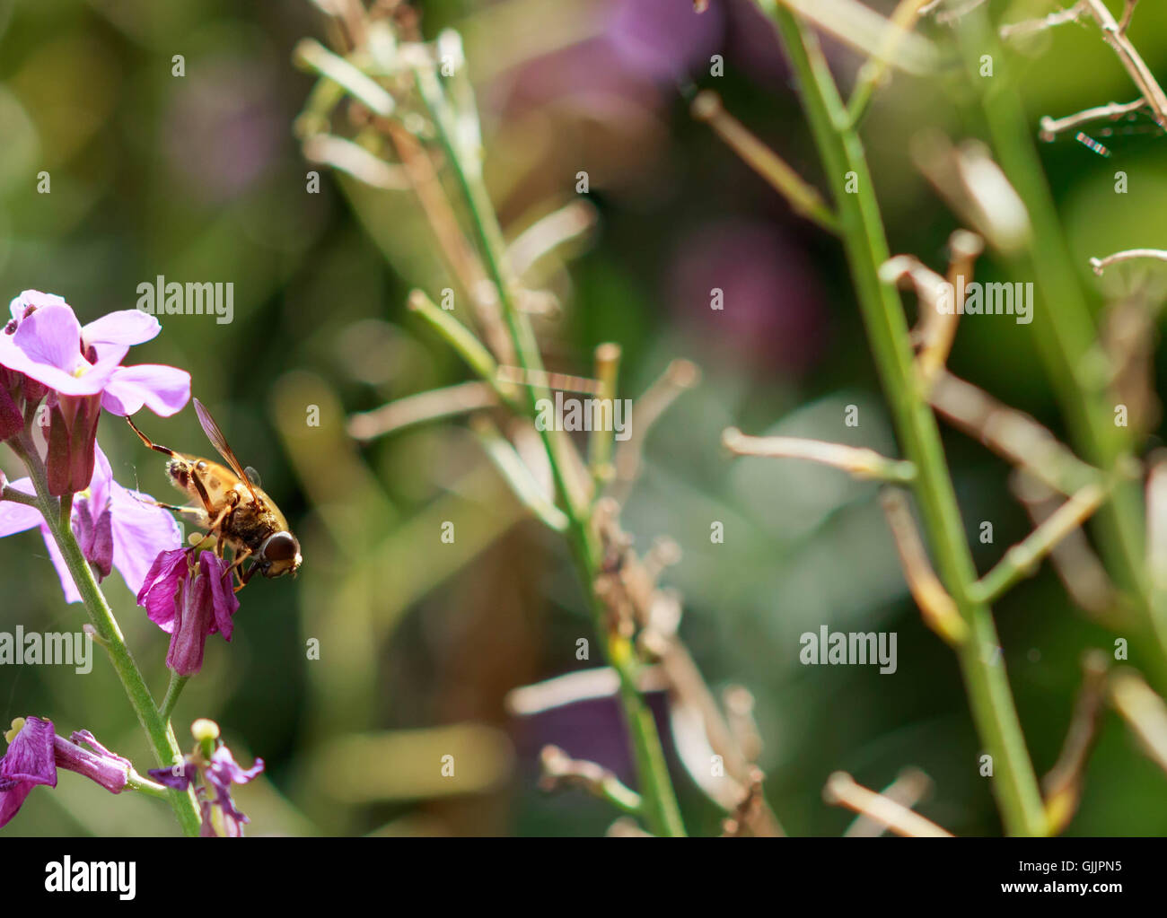 Bee and flower close up la photographie. Les abeilles sont les insectes volants étroitement liée à guêpes et fourmis Banque D'Images