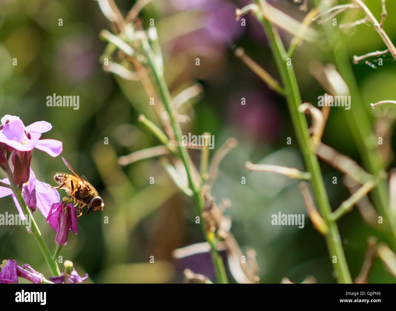 Bee and flower close up la photographie. Les abeilles sont les insectes volants étroitement liée à guêpes et fourmis Banque D'Images