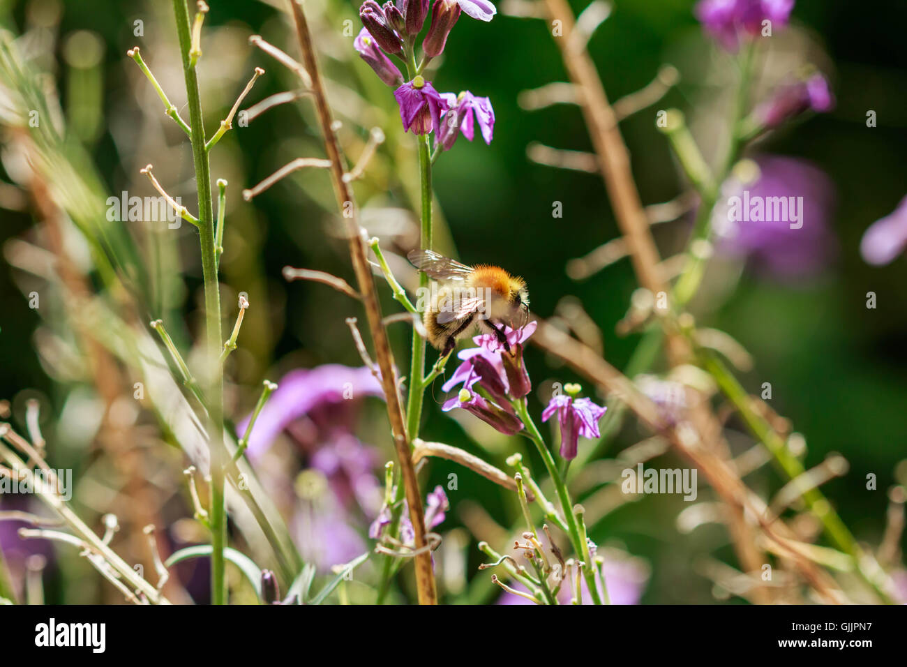 Bee and flower close up la photographie. Les abeilles sont les insectes volants étroitement liée à guêpes et fourmis Banque D'Images