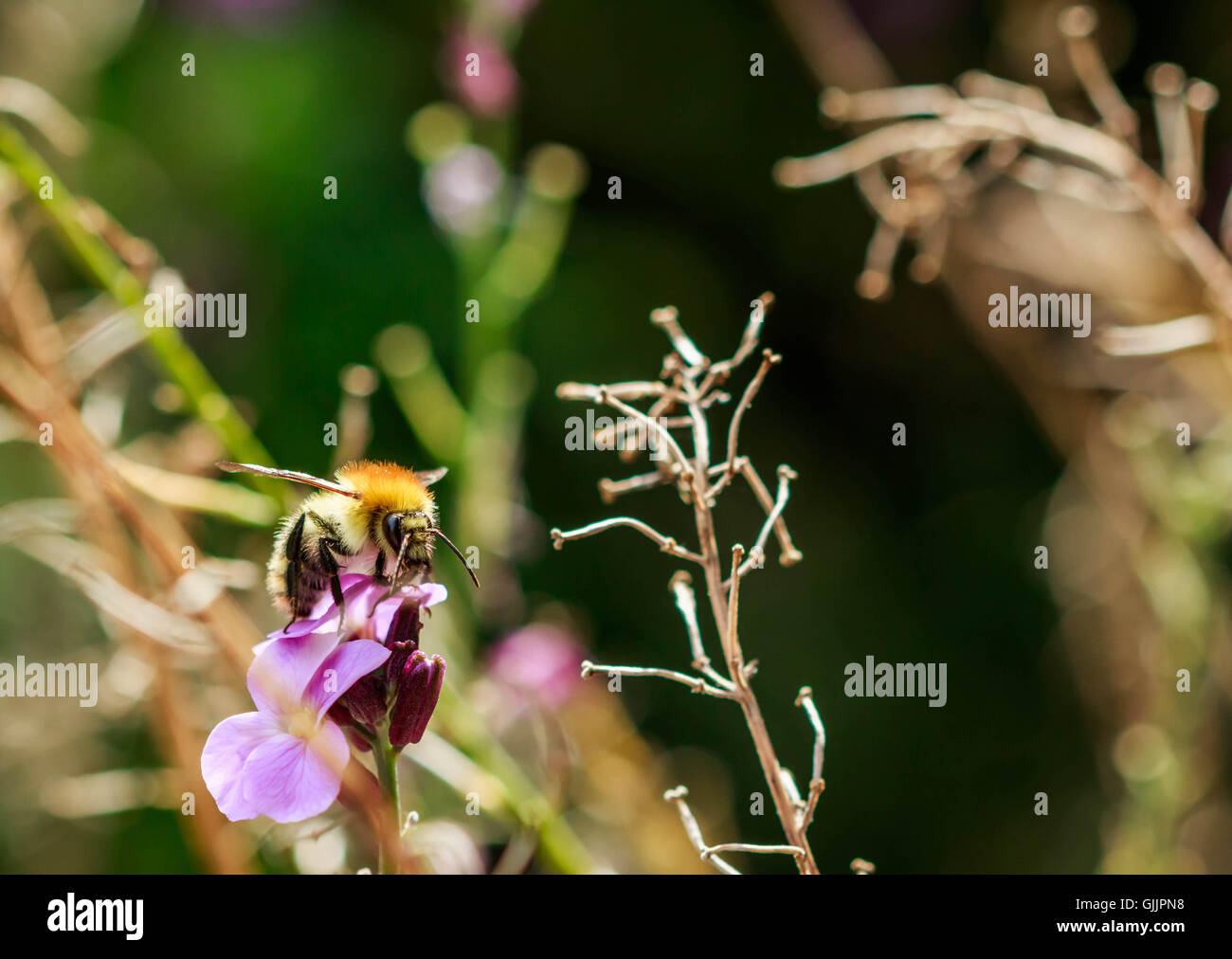 Bee and flower close up la photographie. Les abeilles sont les insectes volants étroitement liée à guêpes et fourmis Banque D'Images