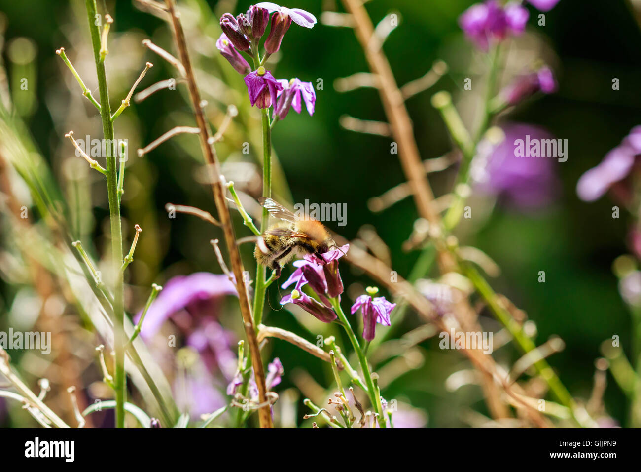 Bee and flower close up la photographie. Les abeilles sont les insectes volants étroitement liée à guêpes et fourmis Banque D'Images