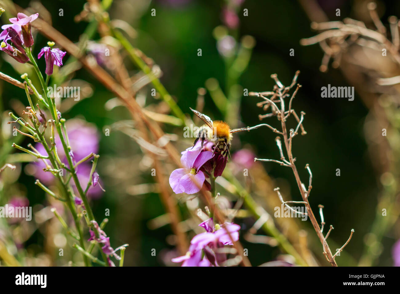 Bee and flower close up la photographie. Les abeilles sont les insectes volants étroitement liée à guêpes et fourmis Banque D'Images