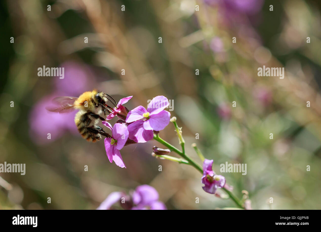 Bee and flower close up la photographie. Les abeilles sont les insectes volants étroitement liée à guêpes et fourmis Banque D'Images