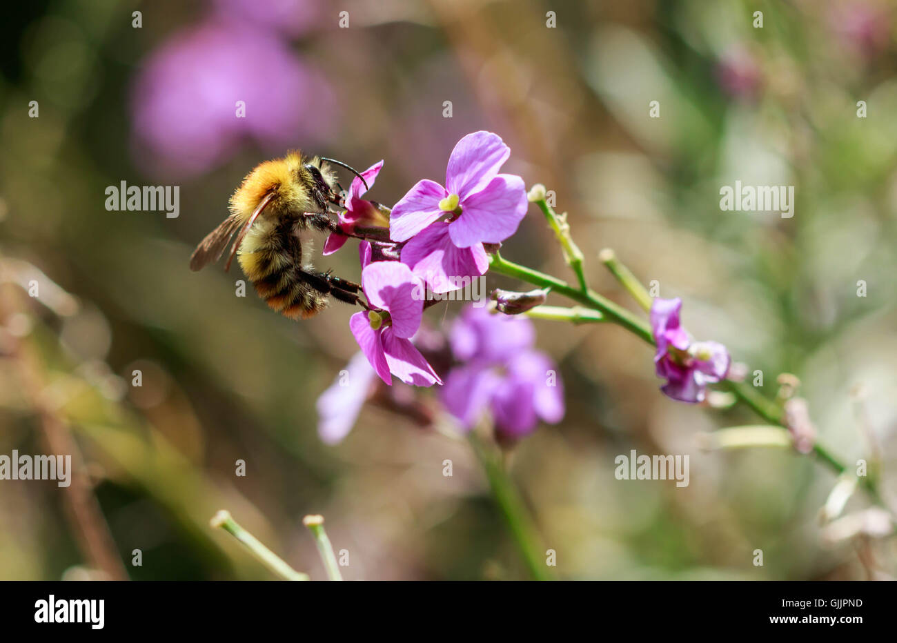 Bee and flower close up la photographie. Les abeilles sont les insectes volants étroitement liée à guêpes et fourmis Banque D'Images