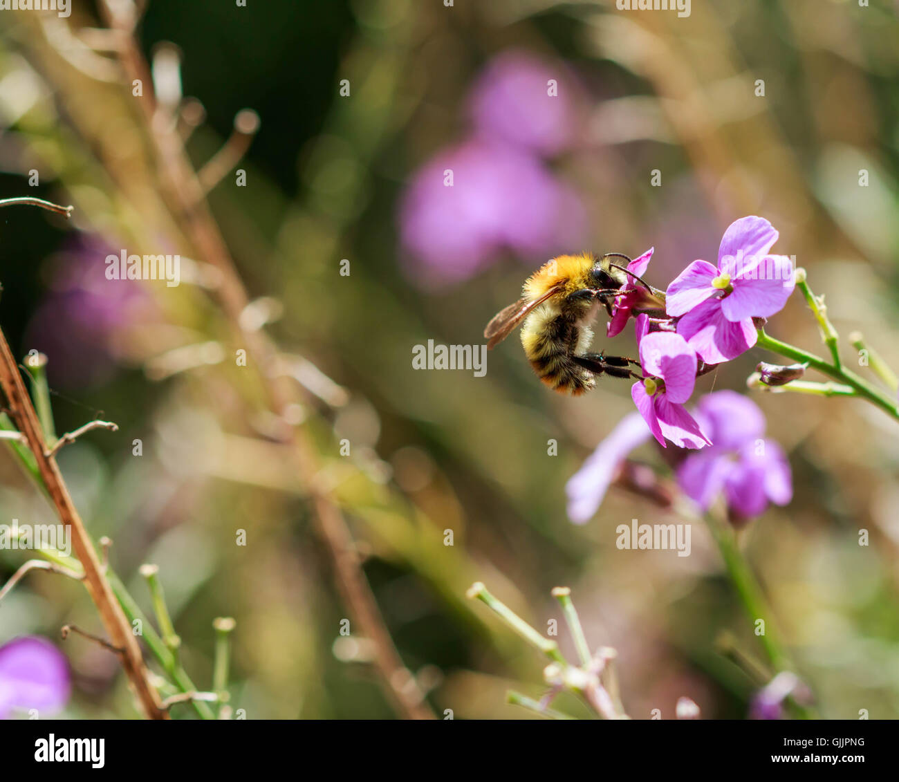 Bee and flower close up la photographie. Les abeilles sont les insectes volants étroitement liée à guêpes et fourmis Banque D'Images