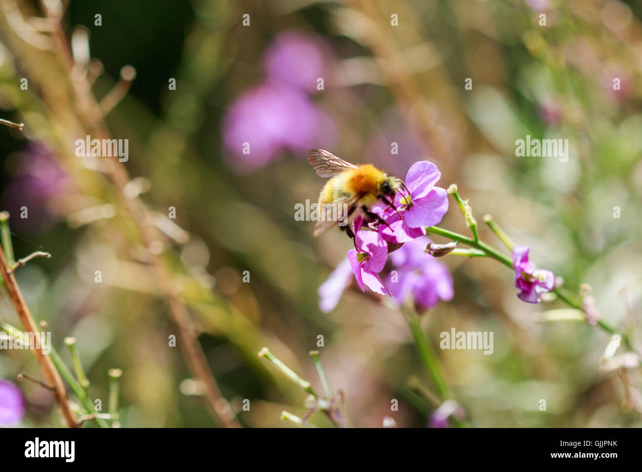 Bee and flower close up la photographie. Les abeilles sont les insectes volants étroitement liée à guêpes et fourmis Banque D'Images
