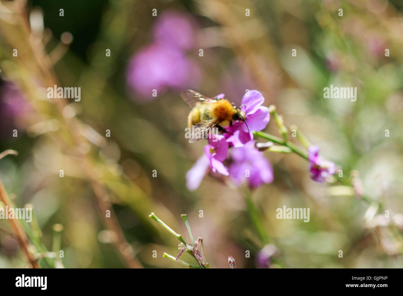Bee and flower close up la photographie. Les abeilles sont les insectes volants étroitement liée à guêpes et fourmis Banque D'Images