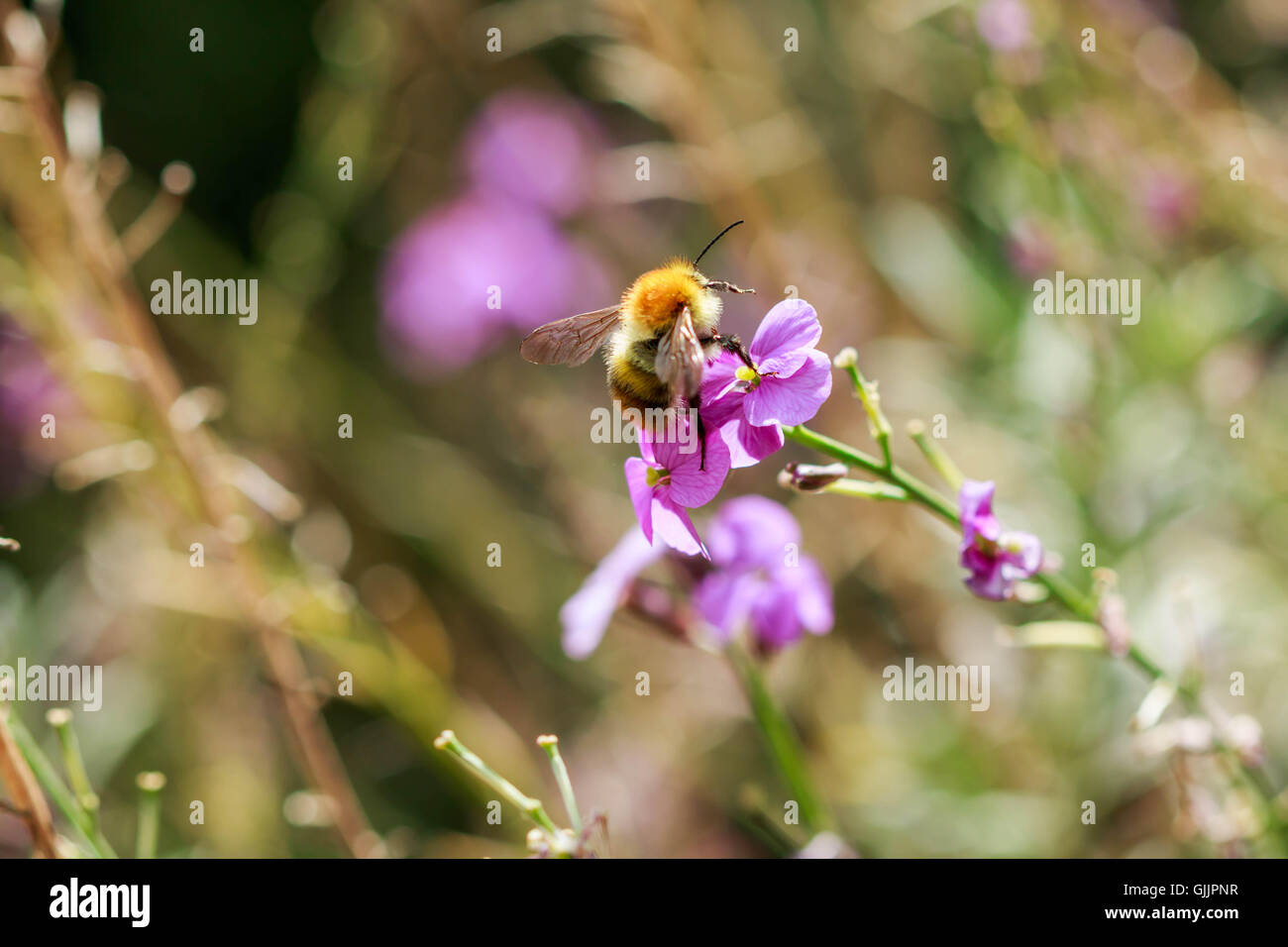 Bee and flower close up la photographie. Les abeilles sont les insectes volants étroitement liée à guêpes et fourmis Banque D'Images