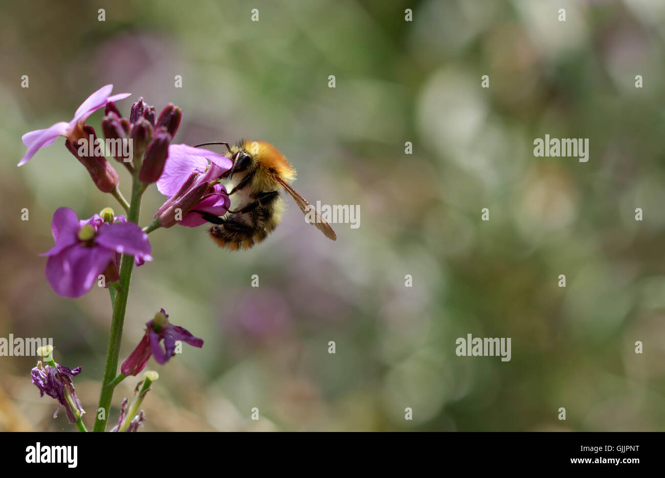 Bee and flower close up la photographie. Les abeilles sont les insectes volants étroitement liée à guêpes et fourmis Banque D'Images