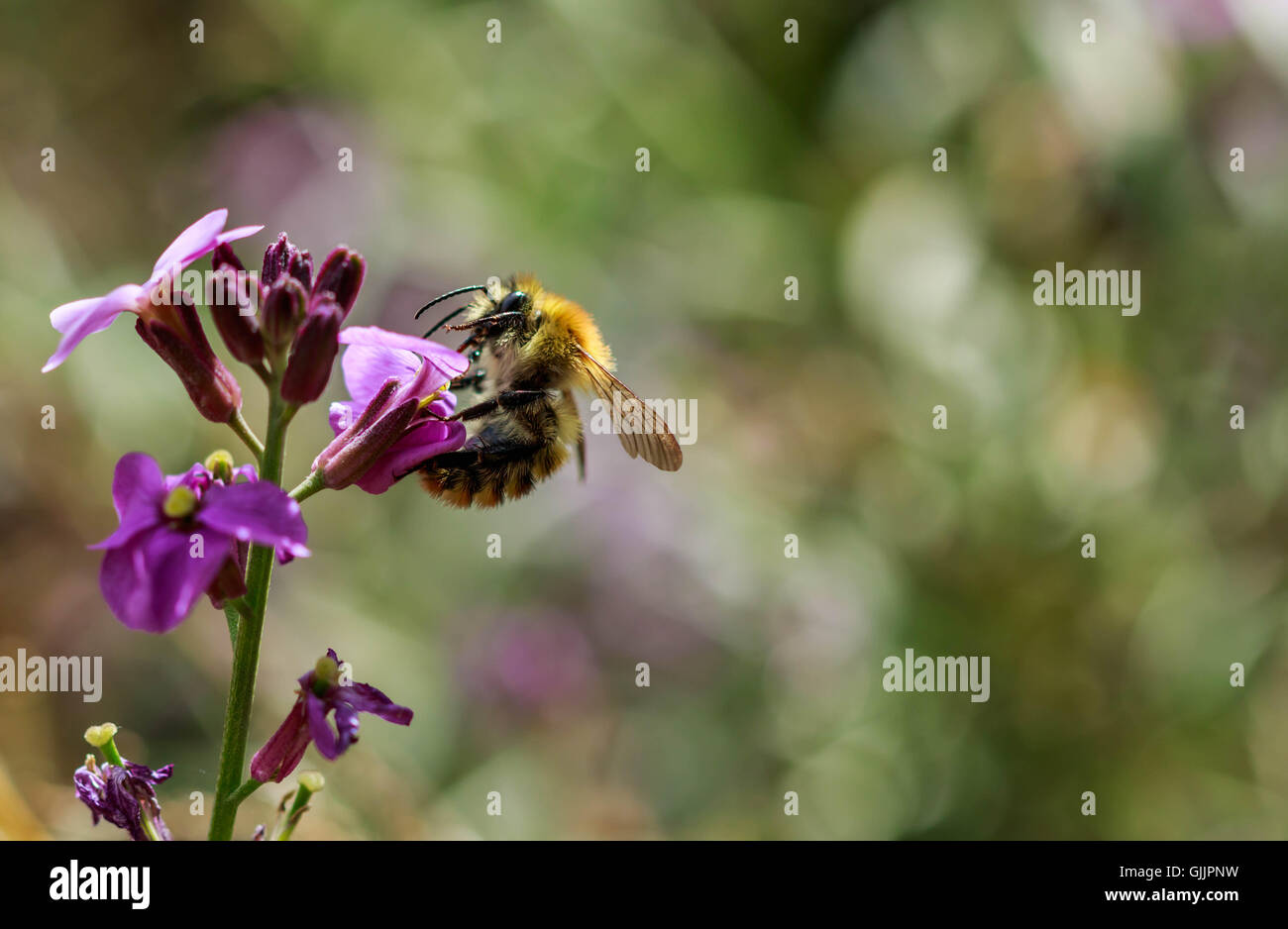 Bee and flower close up la photographie. Les abeilles sont les insectes volants étroitement liée à guêpes et fourmis Banque D'Images