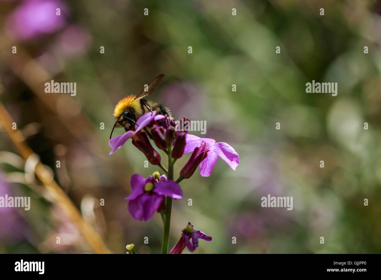 Bee and flower close up la photographie. Les abeilles sont les insectes volants étroitement liée à guêpes et fourmis Banque D'Images