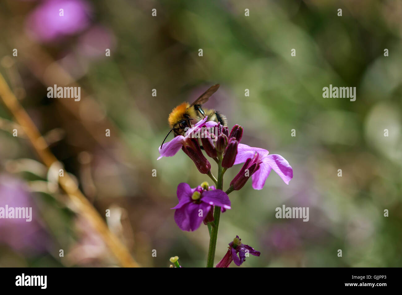 Bee and flower close up la photographie. Les abeilles sont les insectes volants étroitement liée à guêpes et fourmis Banque D'Images