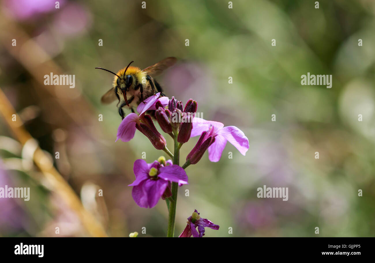 Bee and flower close up la photographie. Les abeilles sont les insectes volants étroitement liée à guêpes et fourmis Banque D'Images