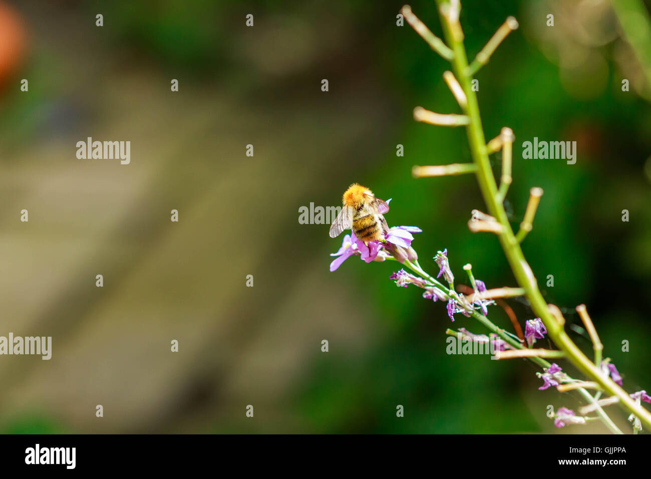 Bee and flower close up la photographie. Les abeilles sont les insectes volants étroitement liée à guêpes et fourmis Banque D'Images
