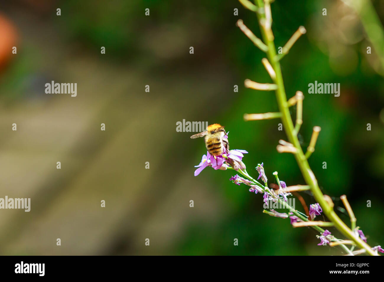Bee and flower close up la photographie. Les abeilles sont les insectes volants étroitement liée à guêpes et fourmis Banque D'Images