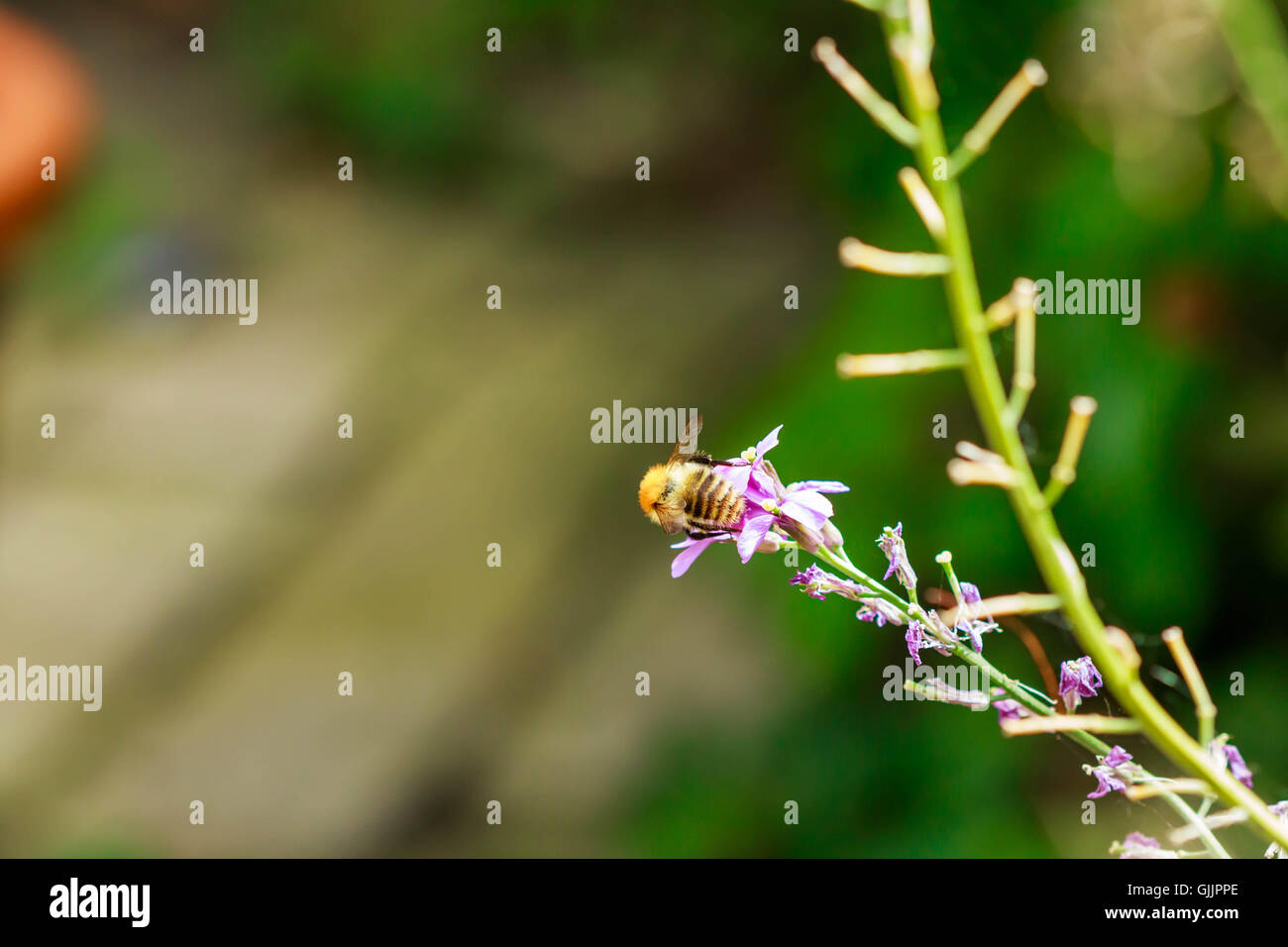 Bee and flower close up la photographie. Les abeilles sont les insectes volants étroitement liée à guêpes et fourmis Banque D'Images