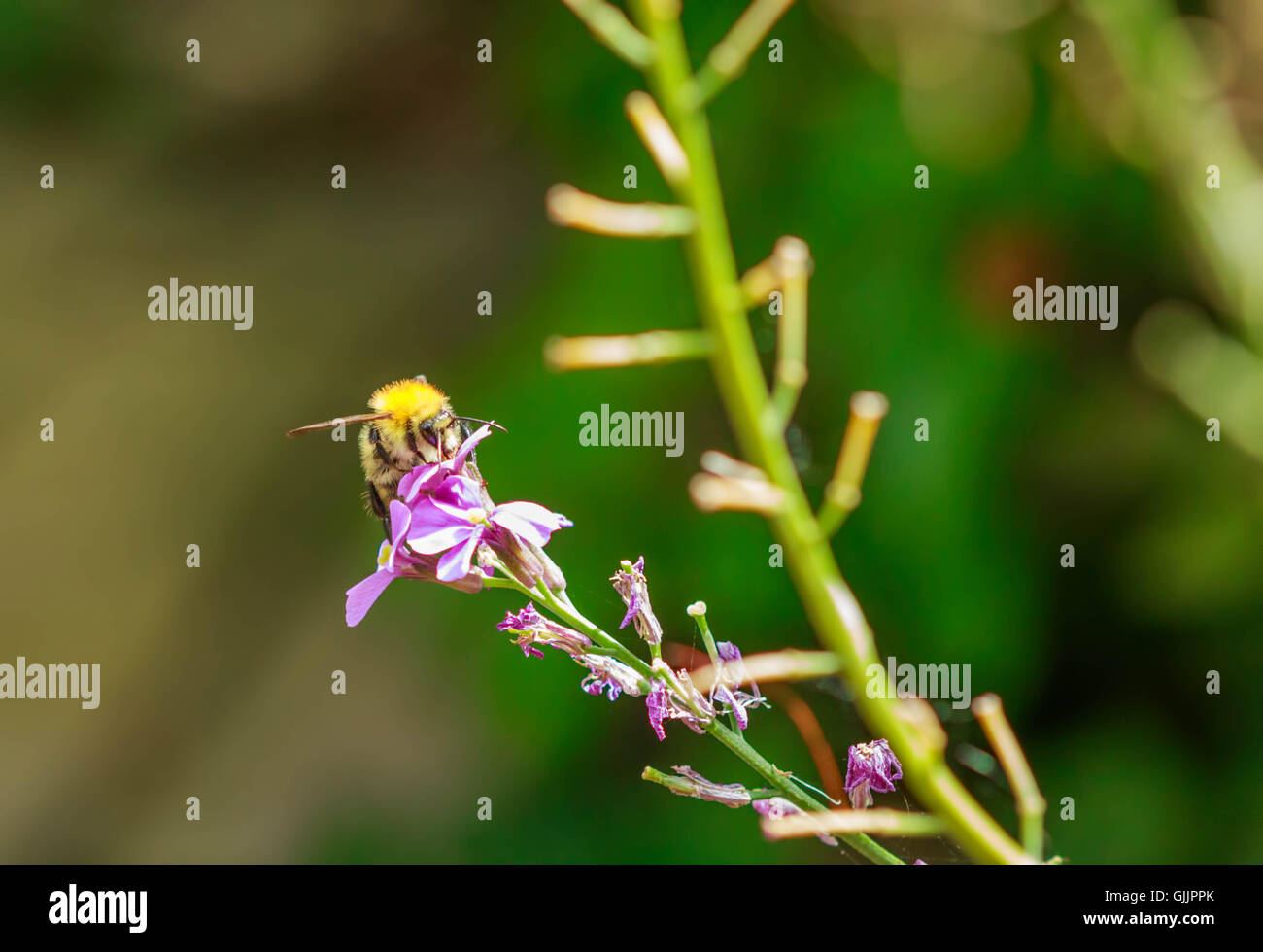 Bee and flower close up la photographie. Les abeilles sont les insectes volants étroitement liée à guêpes et fourmis Banque D'Images