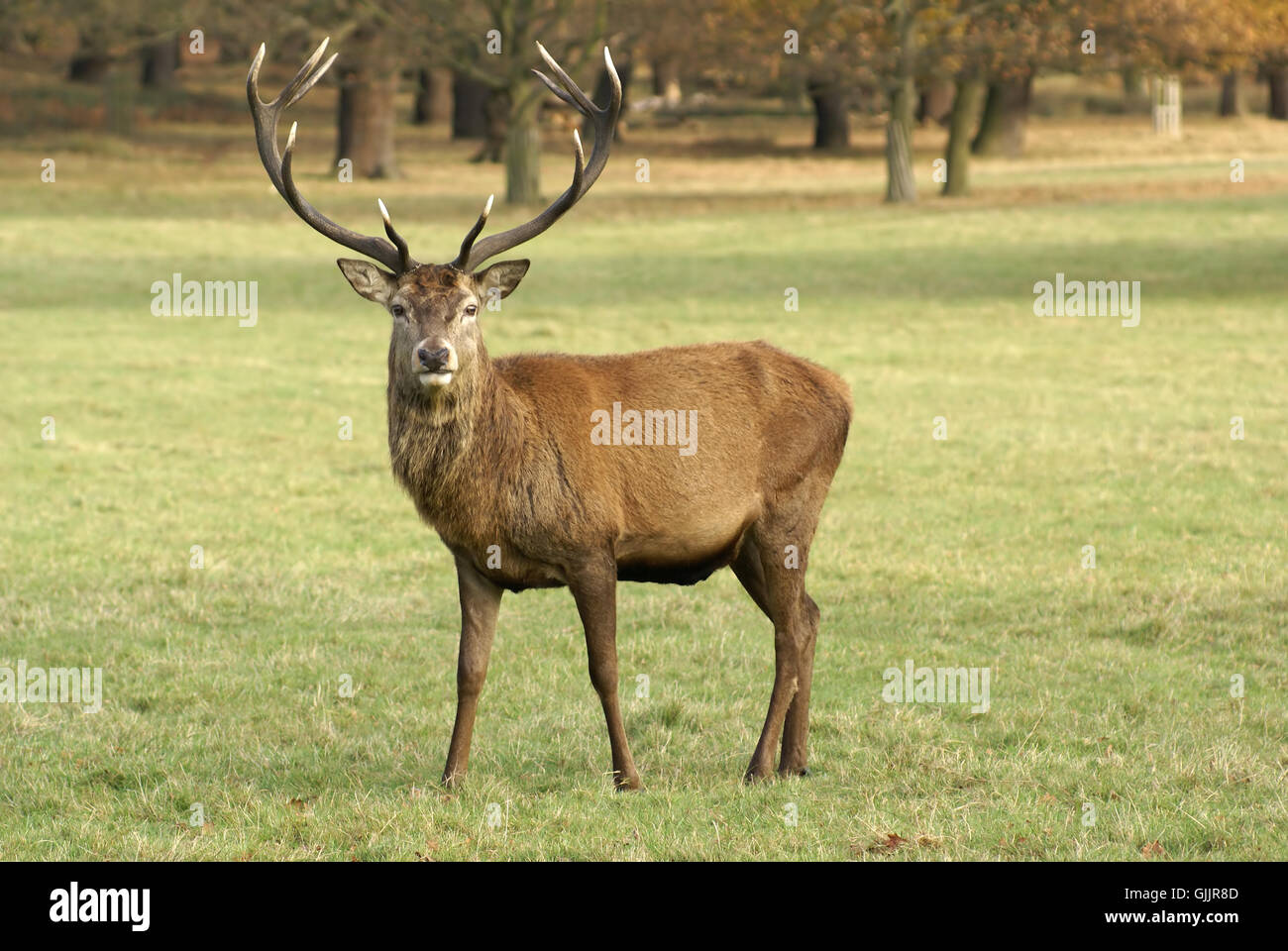 Renne cerf hart Banque D'Images