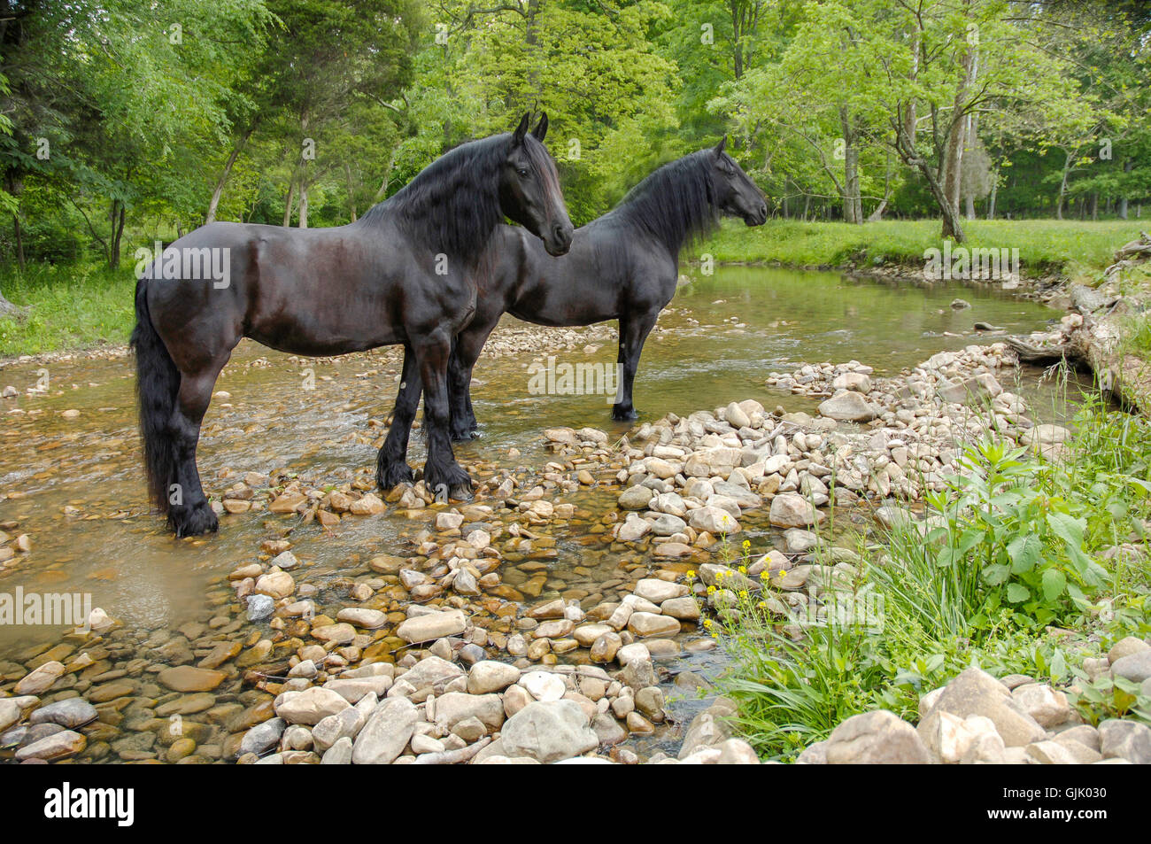 Paire de cheval frison mares peu profondes par stream Banque D'Images