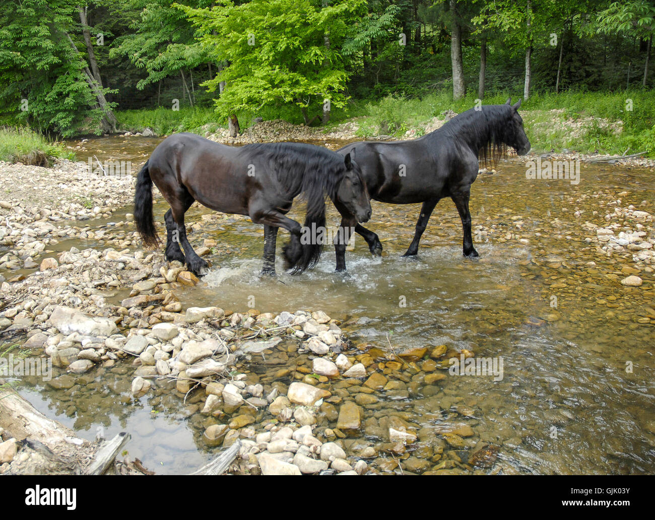 Paire de cheval frison mares Wade à travers les Rocheuses stream Banque D'Images