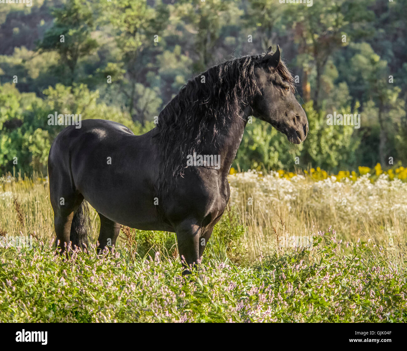 Cheval frison étalon debout dans le champ d'herbes hautes Banque D'Images
