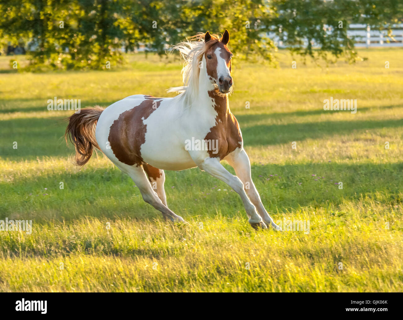 Paint horse stallion en pâturage avec lumière d'après-midi d'or Banque D'Images