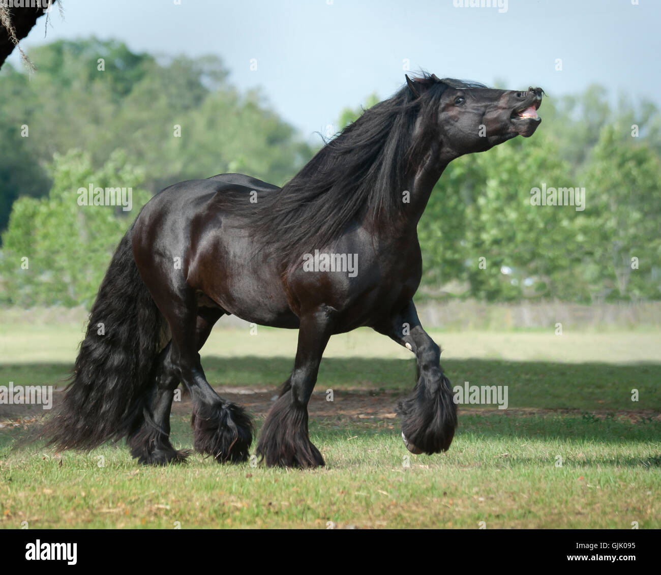 Gypsy Vanner Horse stallion renifle l'air [flehmen] Banque D'Images