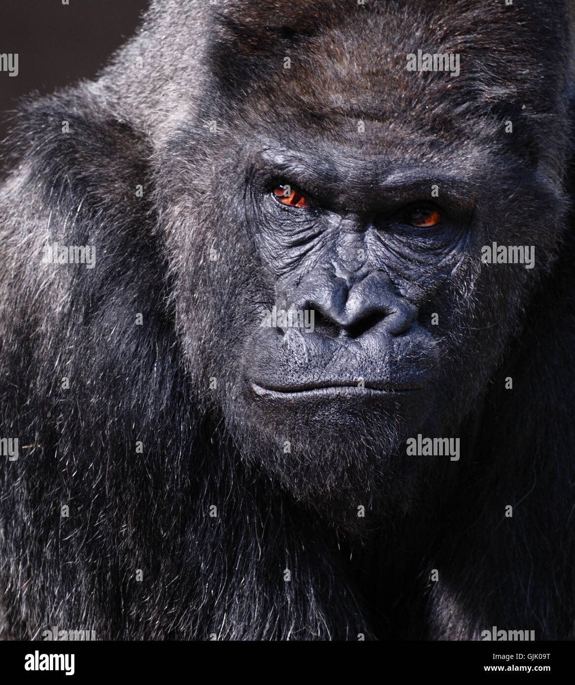Imiter le singe gorille art Banque D'Images