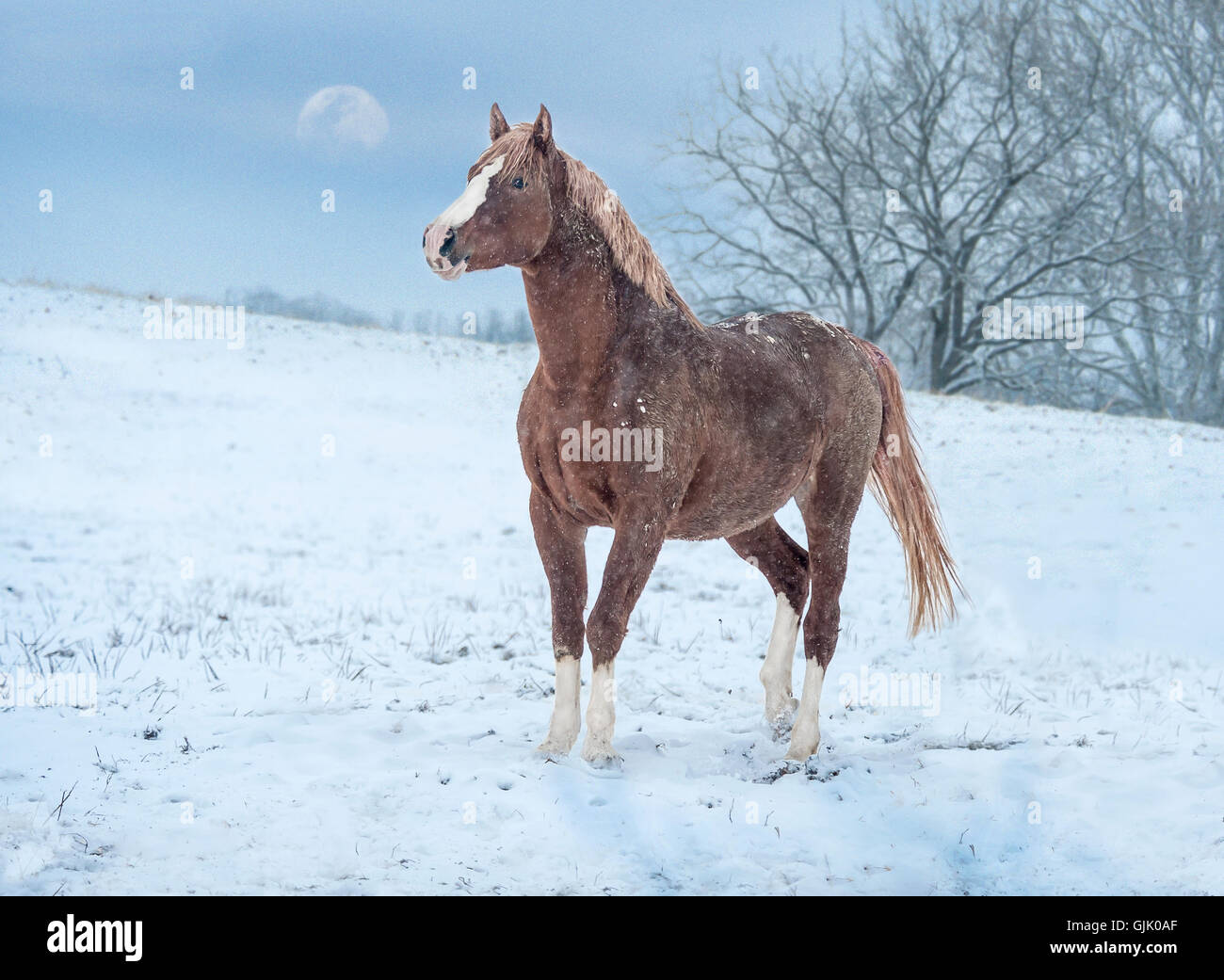 L'étalon Warmblood frisky dans la neige avec de la demi-lune dans le ciel Banque D'Images